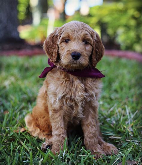 She is sweet and loving and learning life on the inside. . Goldendoodle tampa